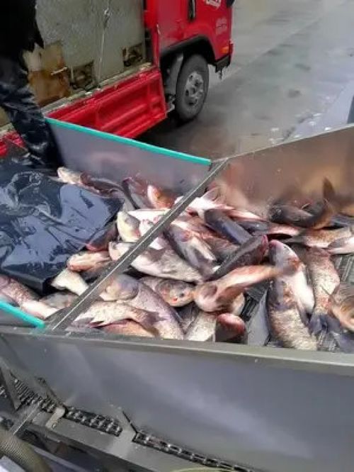 科技與傳統的交匯 從源頭工廠的魚頭制品到現代生活的小家電